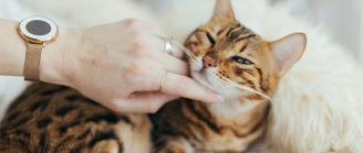câlin chat